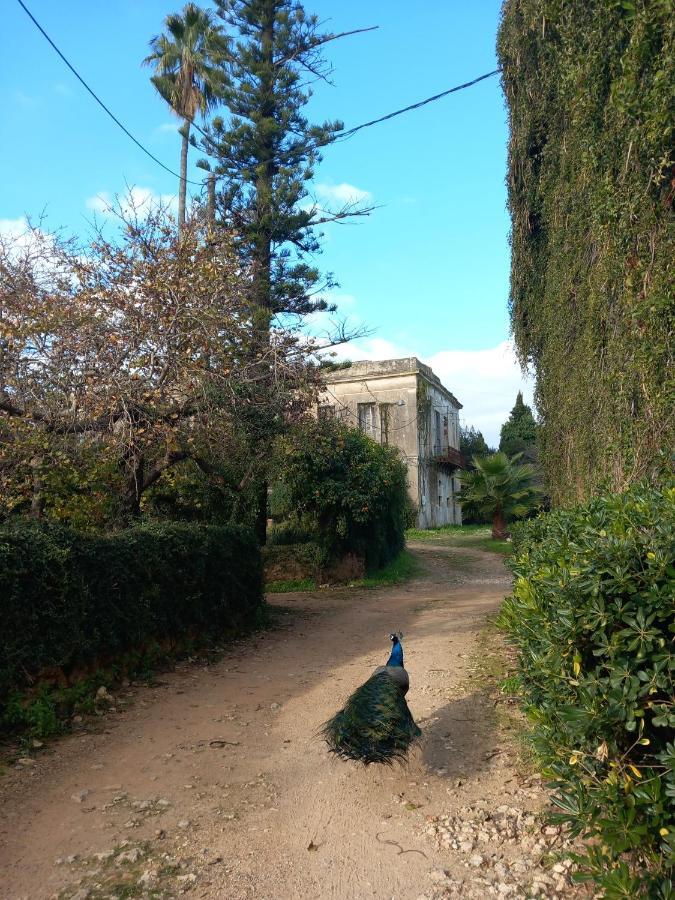 Villa Feia Katakolo Buitenkant foto